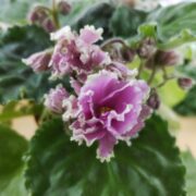 IMG_20250321_132327