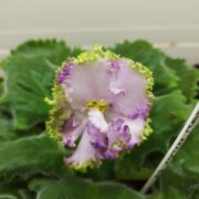 IMG_20260704_170802