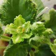 IMG_20260317_131152