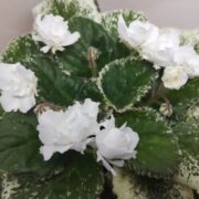 IMG_20240520_135046
