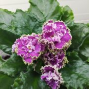 IMG_20260516_184014