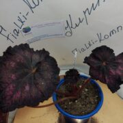 IMG_20240515_173622
