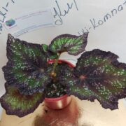 IMG_20240721_144411