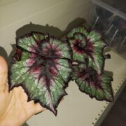 IMG_20240831_193255