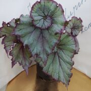 IMG_20241013_180541