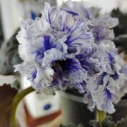 IMG_20241126_183135