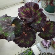 IMG_20241228_194402