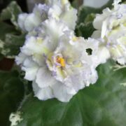 IMG_20250209_134956