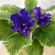 IMG_20250225_190612