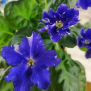 IMG_20250309_163710
