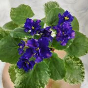 IMG_20250317_124652