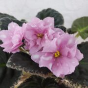 IMG_20250317_141321