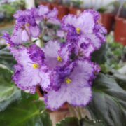 IMG_20250317_143035