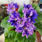 IMG_20250317_150923