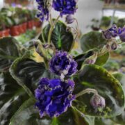 IMG_20250318_151648