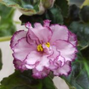 IMG_20250324_131712
