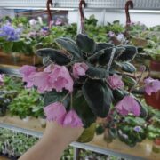 IMG_20250325_114633