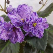 IMG_20250331_140324