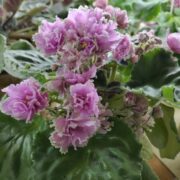 IMG_20250407_154306