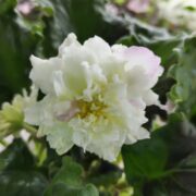 IMG_20250421_131249
