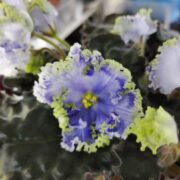 IMG_20250423_130454