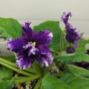 IMG_20251125_134441