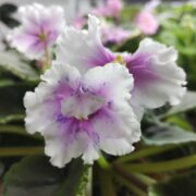 IMG_20251002_130627