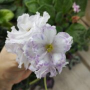 IMG_20251006_141249
