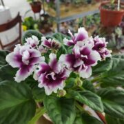 IMG_20251222_134727