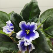 IMG_20251222_161051