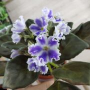 IMG_20251223_130658