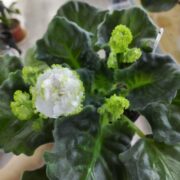 IMG_20251223_153251