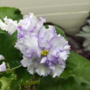 IMG_20260106_132438