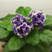 IMG_20260217_140231