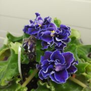 IMG_20260314_191902