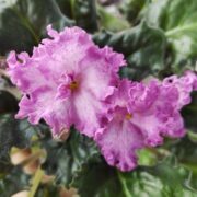 IMG_20260601_091513