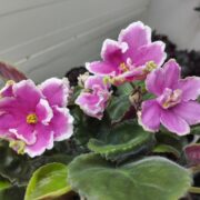 IMG_20260714_121739