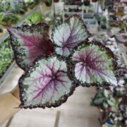 IMG_20260716_084437