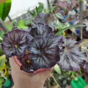 IMG_20260720_143329